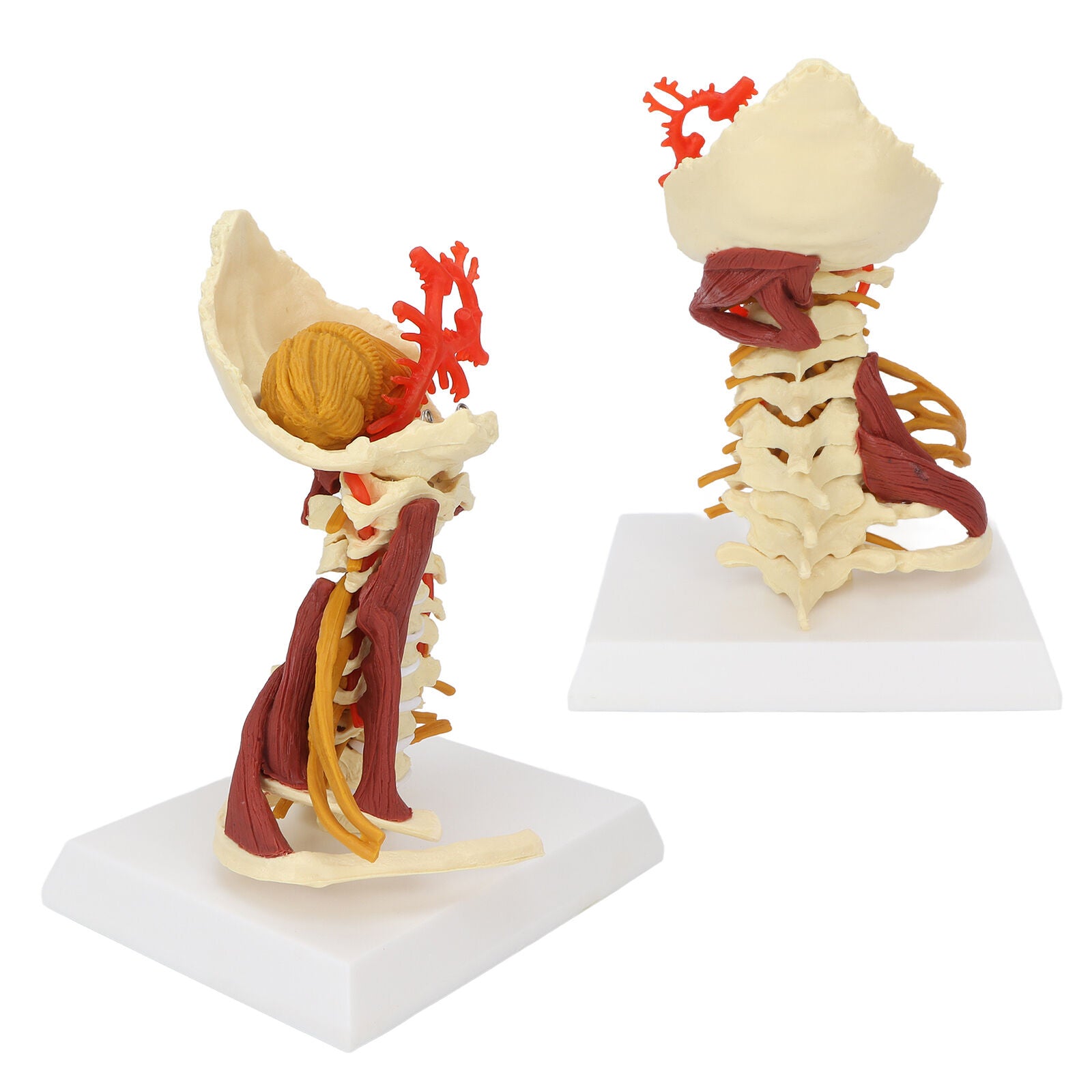 new Cervical Vertebra Arteria Spine Spinal Nerves Anatomical Model Anatomy Science koeek - KOEEK