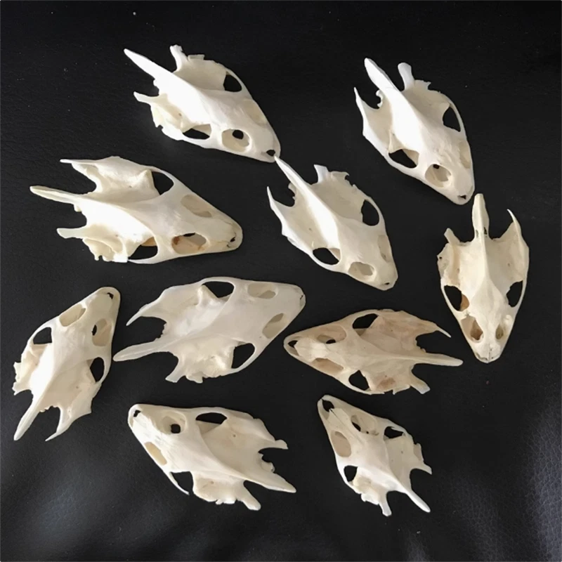 10PCS Turtle Skull Crafts Education Animal Specimen Crafts Bone Ornament Gifts 07FC0E-D4 - KOEEK