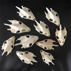 10PCS Turtle Skull Crafts Education Animal Specimen Crafts Bone Ornament Gifts 07FC0E-D4 - KOEEK