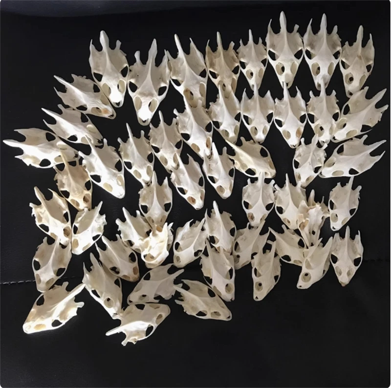10PCS Turtle Skull Crafts Education Animal Specimen Crafts Bone Ornament Gifts 07FC0E-D4 - KOEEK