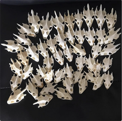 10PCS Turtle Skull Crafts Education Animal Specimen Crafts Bone Ornament Gifts 07FC0E-D4 - KOEEK
