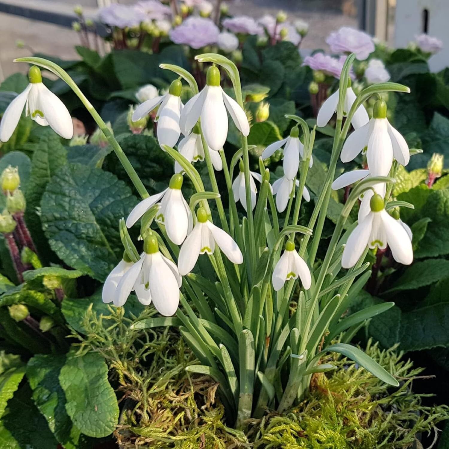 used CHUXAY GARDEN Snowdrop Flower Seed 400 Seeds Galanthus Nivalis Plant White