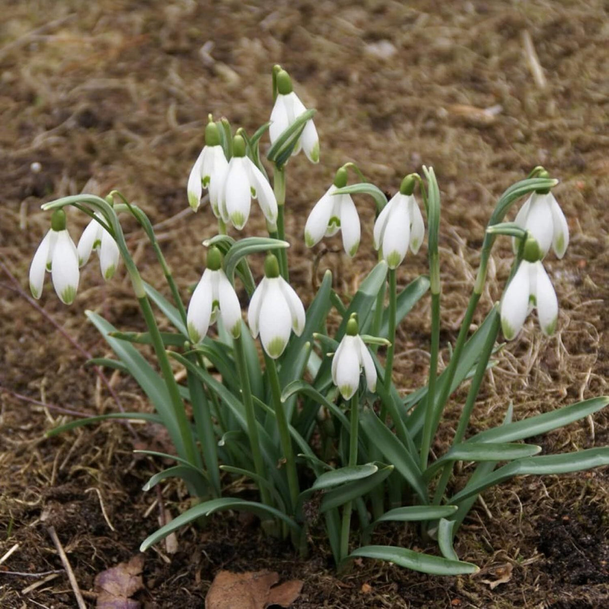 used CHUXAY GARDEN Snowdrop Flower Seed 400 Seeds Galanthus Nivalis Plant White CHUXAY GARDEN - KOEEK
