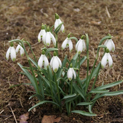used CHUXAY GARDEN Snowdrop Flower Seed 400 Seeds Galanthus Nivalis Plant White CHUXAY GARDEN - KOEEK