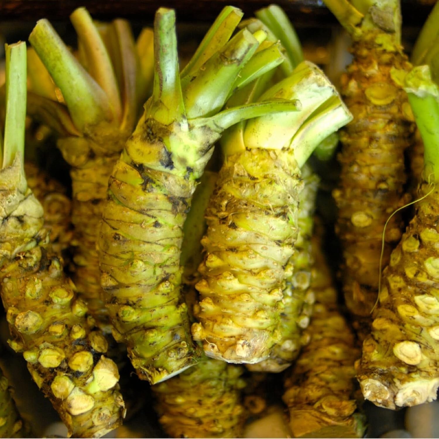 new Wasabi Seeds Japanese Horseradish  to Make Spicy Condiment Pungent Green
