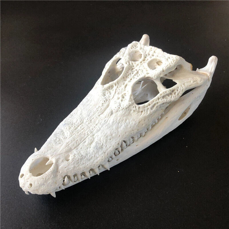 Crocodile Head Skull Specimen Skeleton Animal Specimen Decor Collection 1pc 07FC0E-D4 - KOEEK