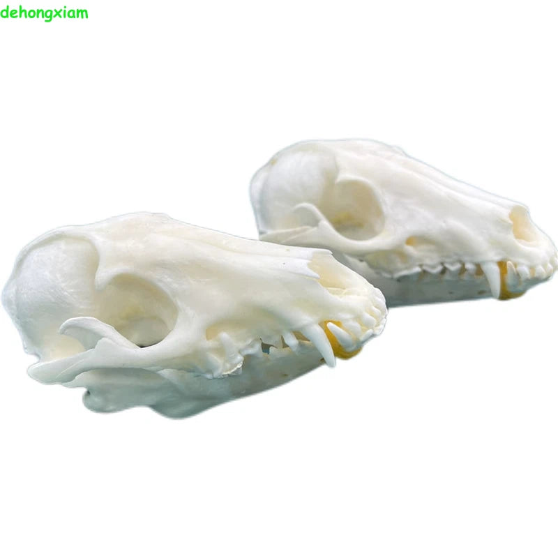 Real Fox Skull Taxidermy Bone Skeleton Halloween Fish Tank Decoration Gift 5Pcs 07FC0E-D4 - KOEEK