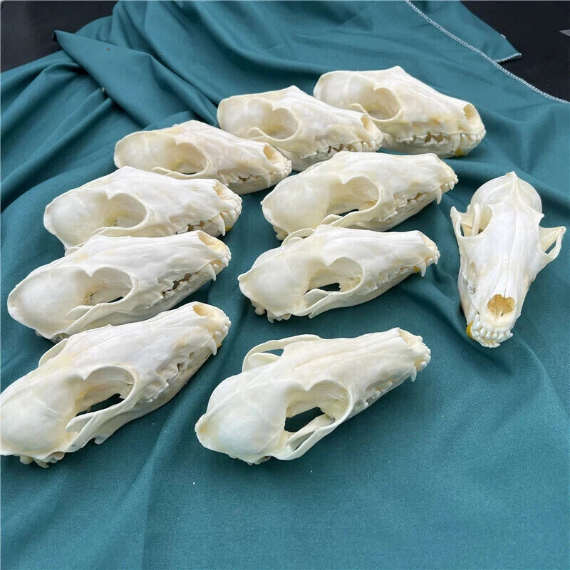 10pcs Real Fox Skull Taxidermy Bone Skeleton Halloween Fish Tank Decoration 07FC0E-D4 - KOEEK