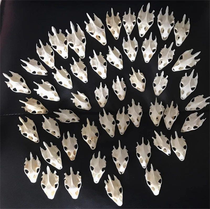 10PCS Turtle Skull Crafts Education Animal Specimen Crafts Bone Ornament Gifts 07FC0E-D4 - KOEEK