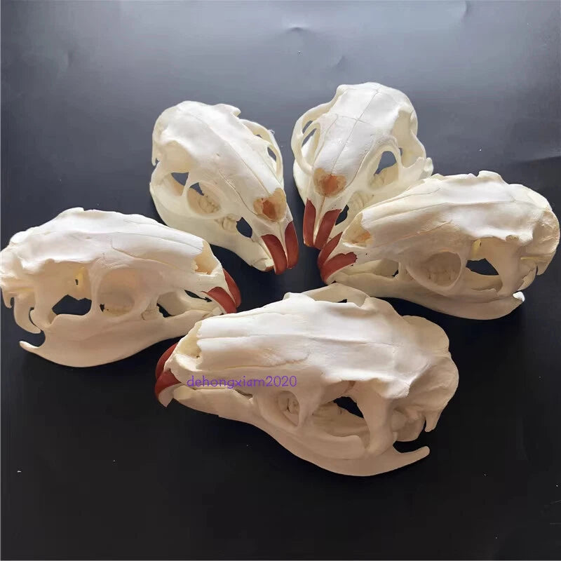 Natural Beaver Head Skull Specimen Skeleton Collection Feng Shui Animal Model 07FC0E-D4 - KOEEK