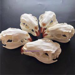 Natural Beaver Head Skull Specimen Skeleton Collection Feng Shui Animal Model 07FC0E-D4 - KOEEK