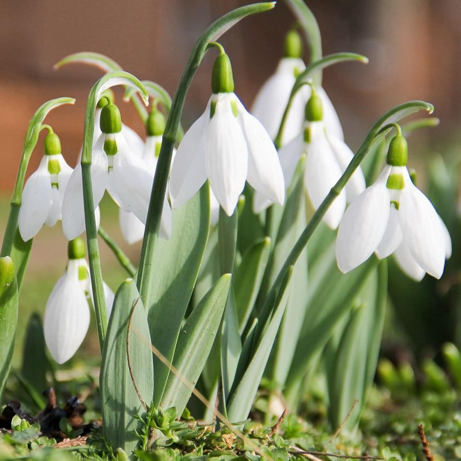 used CHUXAY GARDEN Snowdrop Flower Seed 400 Seeds Galanthus Nivalis Plant White CHUXAY GARDEN - KOEEK
