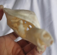 Turtle Skeleton Real Animal Bones Fine Art Work. Tortoise Specimen Collection 07FC0E-D4 - KOEEK