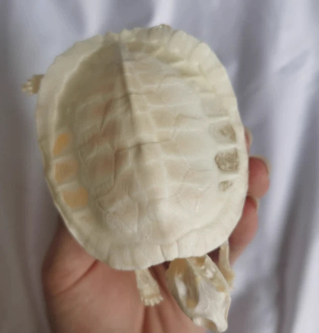 Turtle Skeleton Animal Bones Fine Art Work. Tortoise Specimen Collection 07FC0E-D4 - KOEEK