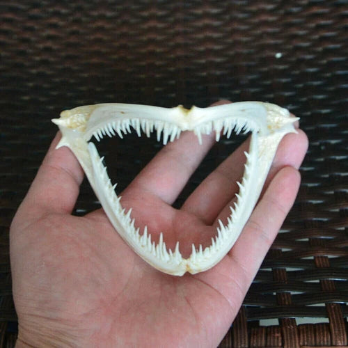 1Pcs Real skull Anglerfish Fish mouth  skull Animal skull specimen 07FC0E-D4 - KOEEK