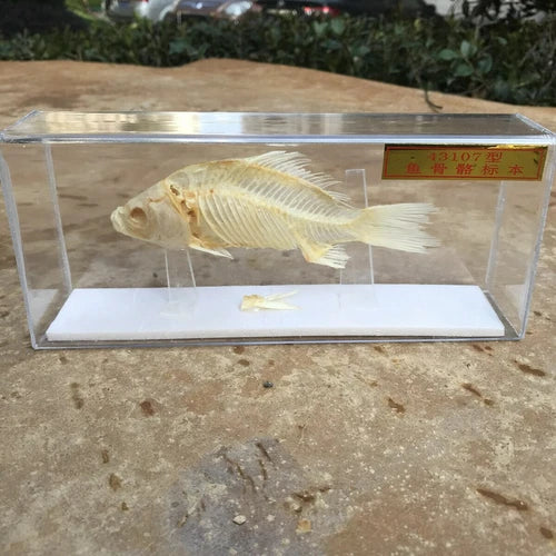 1 Pcs Taxidermy Fish Skull Specimen Real  Collection Teaching Model 07FC0E-D4 - KOEEK