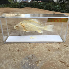 1 Pcs Taxidermy Fish Skull Specimen Real  Collection Teaching Model 07FC0E-D4 - KOEEK