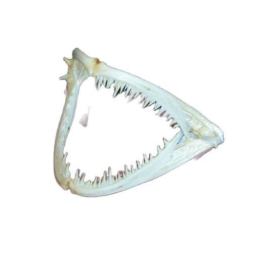 1Pcs Real skull Anglerfish Fish mouth  skull Animal skull specimen 07FC0E-D4 - KOEEK