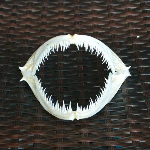1Pcs Real skull Anglerfish Fish mouth  skull Animal skull specimen 07FC0E-D4 - KOEEK