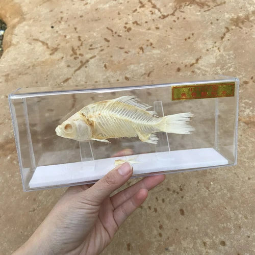 1 Pcs Taxidermy Fish Skull Specimen Real  Collection Teaching Model 07FC0E-D4 - KOEEK