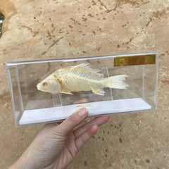 1 Pcs Taxidermy Fish Skull Specimen Real  Collection Teaching Model 07FC0E-D4 - KOEEK