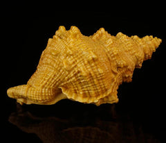 8 X 5 X 4.5 CM Carved Boxwood Carving Figurine Netsuke - Conch 07FC0E-D4 - KOEEK