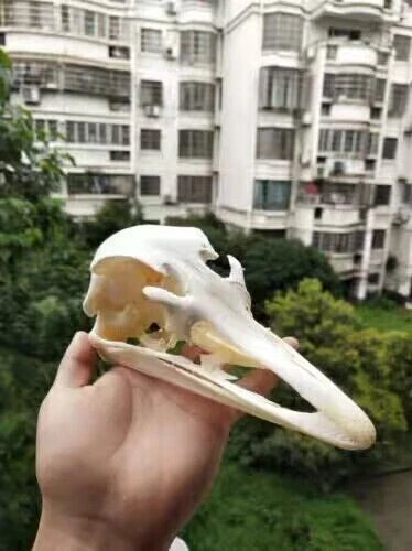 Ostrich Head Skull Medical Research Animal Skeleton Specimens Ornament Collect 07FC0E-D4 - KOEEK