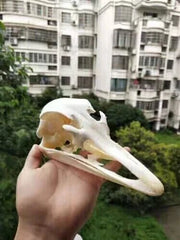 Ostrich Head Skull Medical Research Animal Skeleton Specimens Ornament Collect 07FC0E-D4 - KOEEK