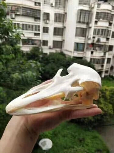 Ostrich Head Skull Medical Research Animal Skeleton Specimens Ornament Collect 07FC0E-D4 - KOEEK
