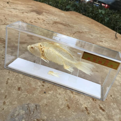 1 Pcs Taxidermy Fish Skull Specimen Real  Collection Teaching Model 07FC0E-D4 - KOEEK