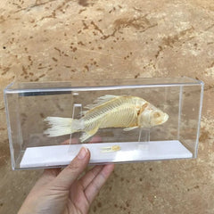 1 Pcs Taxidermy Fish Skull Specimen Real  Collection Teaching Model 07FC0E-D4 - KOEEK