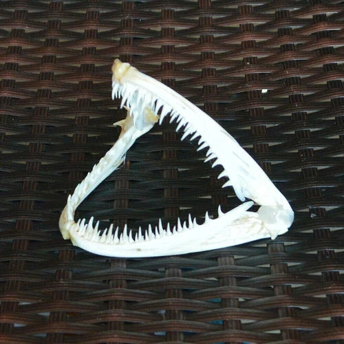 1Pcs Real skull Anglerfish Fish mouth  skull Animal skull specimen 07FC0E-D4 - KOEEK