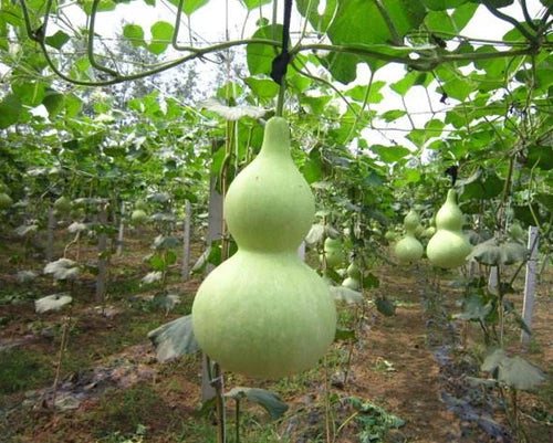 Natural Carving Wine Gourd Portable Water Bottle Gourd Decoration Birthday Gift 07FC0E-D4 - KOEEK
