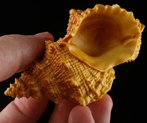8 X 5 X 4.5 CM Carved Boxwood Carving Figurine Netsuke - Conch 07FC0E-D4 - KOEEK