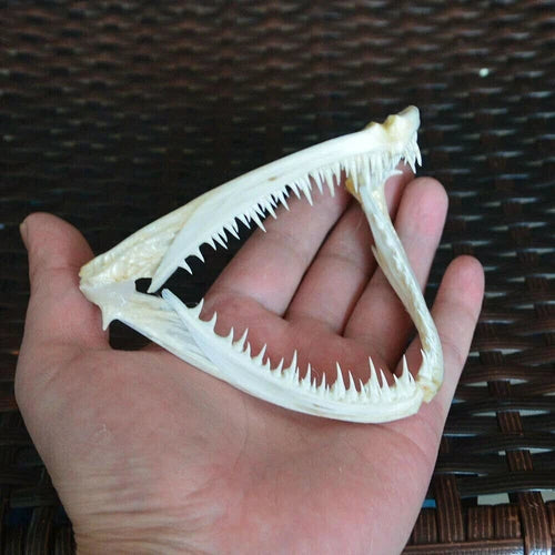 1Pcs Real skull Anglerfish Fish mouth  skull Animal skull specimen 07FC0E-D4 - KOEEK