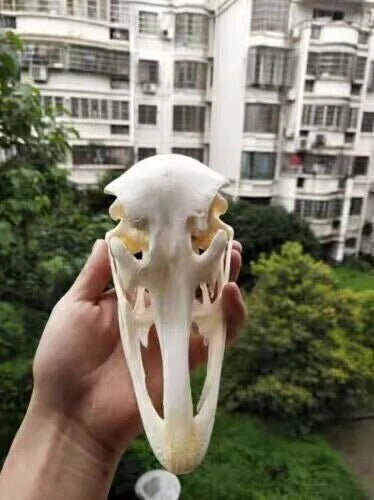 Ostrich Head Skull Medical Research Animal Skeleton Specimens Ornament Collect 07FC0E-D4 - KOEEK
