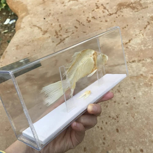 1 Pcs Taxidermy Fish Skull Specimen Real  Collection Teaching Model 07FC0E-D4 - KOEEK