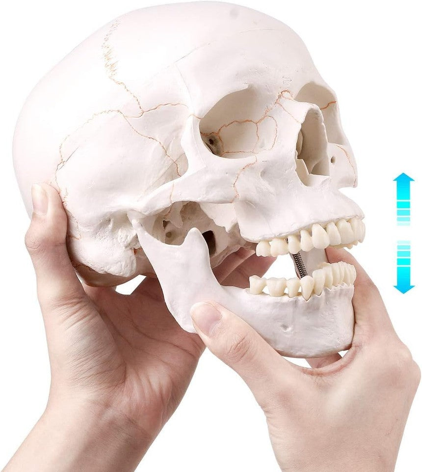 new SKUMOD Life Size Human Head Skull Medical Model, Anatomical Model with... 07FC0E-D4 - KOEEK