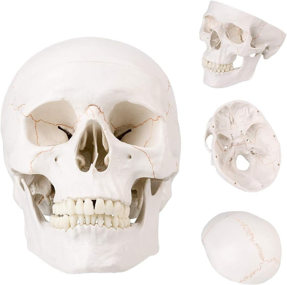 new SKUMOD Life Size Human Head Skull Medical Model, Anatomical Model with... 07FC0E-D4 - KOEEK