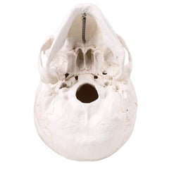 new SKUMOD Life Size Human Head Skull Medical Model, Anatomical Model with... 07FC0E-D4 - KOEEK