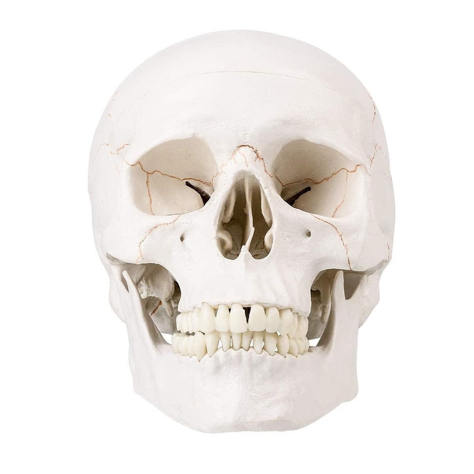 new SKUMOD Life Size Human Head Skull Medical Model, Anatomical Model with... 07FC0E-D4 - KOEEK