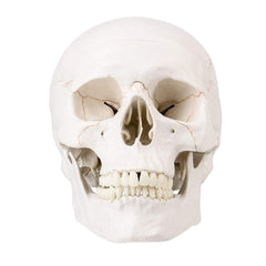 new SKUMOD Life Size Human Head Skull Medical Model, Anatomical Model with... 07FC0E-D4 - KOEEK