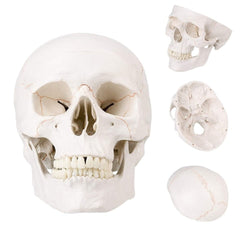 new SKUMOD Life Size Human Head Skull Medical Model, Anatomical Model with... 07FC0E-D4 - KOEEK