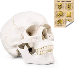 new SKUMOD Life Size Human Head Skull Medical Model, Anatomical Model with... 07FC0E-D4 - KOEEK