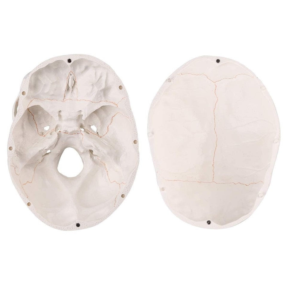 new SKUMOD Life Size Human Head Skull Medical Model, Anatomical Model with... 07FC0E-D4 - KOEEK